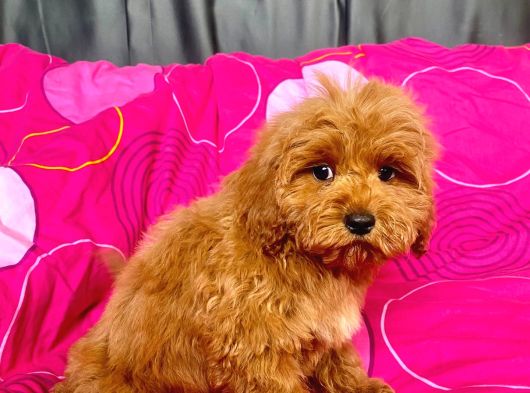Mi̇ni̇ Boy Maltipoo Erkek Yavrularimiz görsel