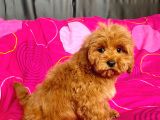 Mi̇ni̇ Boy Maltipoo Erkek Yavrularimiz