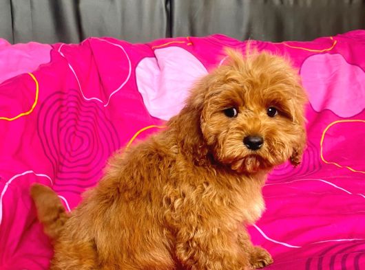 Mi̇ni̇ Boy Maltipoo Erkek Yavrularimiz görsel