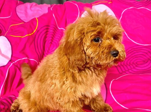 Mi̇ni̇ Boy Maltipoo Erkek Yavrularimiz görsel