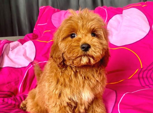 Mi̇ni̇ Boy Maltipoo Erkek Yavrularimiz görsel
