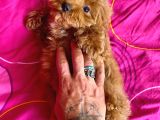 Mi̇ni̇ Boy Maltipoo Erkek Yavrularimiz