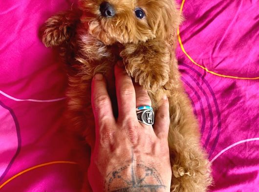 Mi̇ni̇ Boy Maltipoo Erkek Yavrularimiz görsel