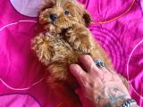 Mi̇ni̇ Boy Maltipoo Erkek Yavrularimiz