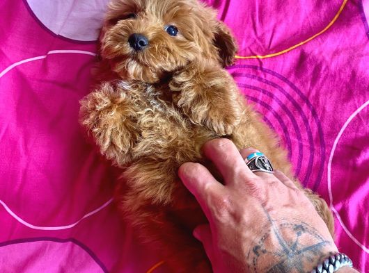 Mi̇ni̇ Boy Maltipoo Erkek Yavrularimiz görsel