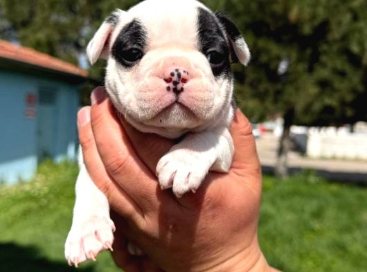 Frenchbuldog Renk Çeşitleriyle