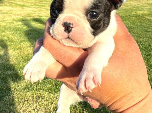 Frenchbuldog Renk Çeşitleriyle görsel