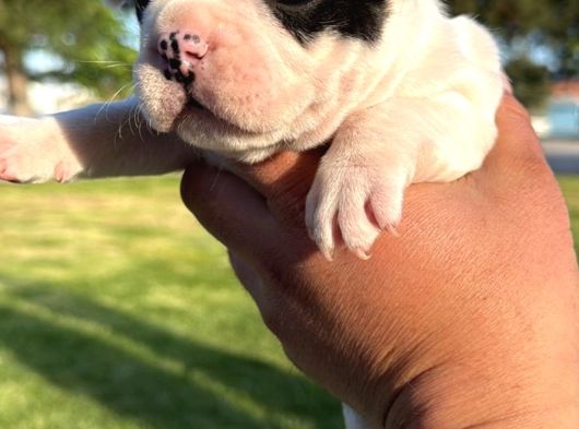 Frenchbuldog Renk Çeşitleriyle görsel