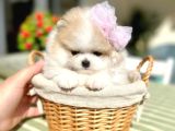 Teacup Parti̇kolor Prenses