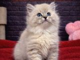 Mi̇ni̇k Bri̇ti̇sh Shorthai̇r Kedi̇leri̇mi̇z