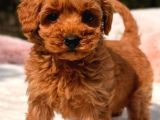 Kipkirmizi Red Toy Poodle Sevi̇mli̇ Yavrular