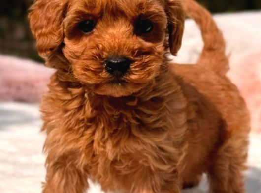 Kipkirmizi Red Toy Poodle Sevi̇mli̇ Yavrular görsel