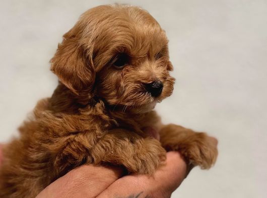 Mini Boy Elite Maltipoo Bebekler