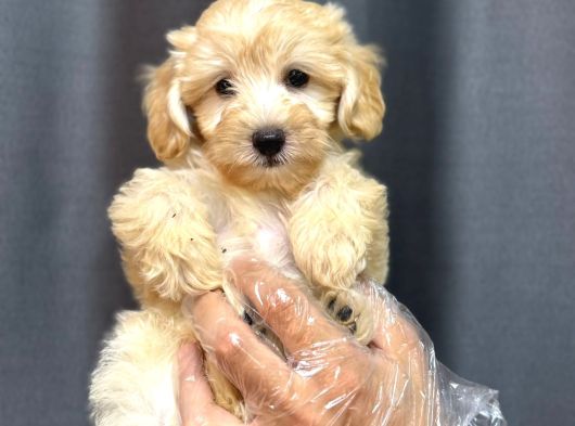 Safkan Malti̇poo Bebekler