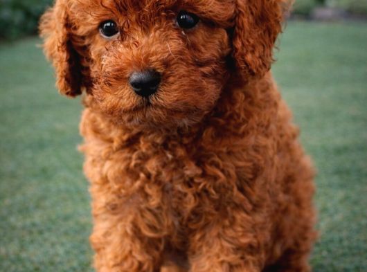 Zeki̇ Sevgi̇ Dolu Çok Eğlenceli̇ Toy Poodle Yavrular görsel