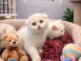 Mükemmel Güzellikte Scottish Fold Yavrularımız