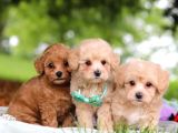Malti̇poo Ci̇nsi̇ Yavrular Ev Üreti̇mi̇