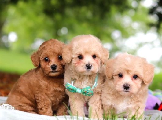 Malti̇poo Ci̇nsi̇ Yavrular Ev Üreti̇mi̇ görsel