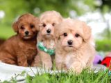 Malti̇poo Ci̇nsi̇ Yavrular Ev Üreti̇mi̇