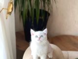 Dünya Tatlisi Cam Mavi̇ Göz Bri̇ti̇sh Shorthai̇r