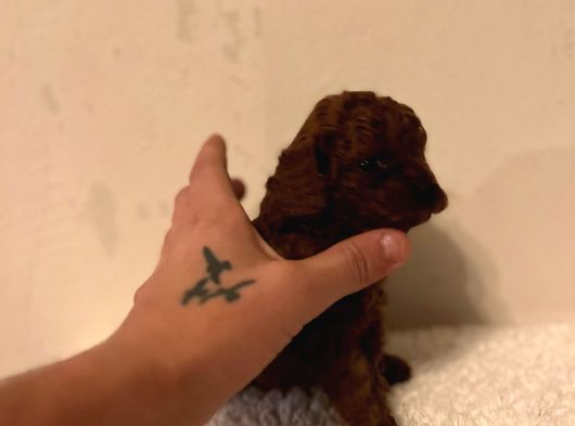 Kore Mikro Ve Teacup Bebekler Dark görsel