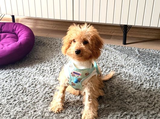 4 Aylık Maltipoo Erkek görsel