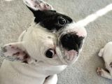 Irk Ve Sağlik Garanti̇li̇ French Bulldog Yavrularimiz