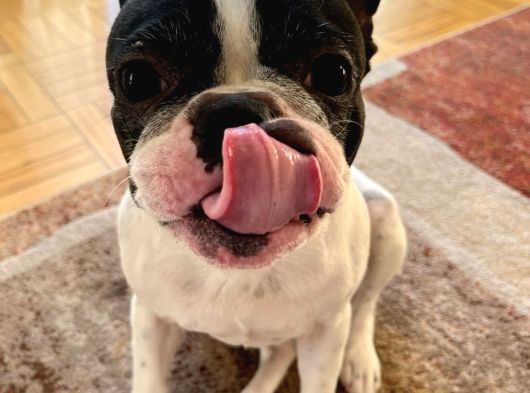 Irk Ve Sağlik Garanti̇li̇ French Bulldog Yavrularimiz görsel