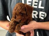Irk Garanti̇li̇ Toy Poodle Yavrulari