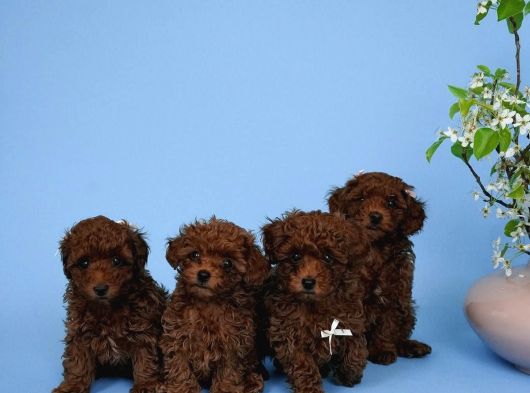 Irk Garanti̇li̇ Toy Poodle Yavrulari görsel