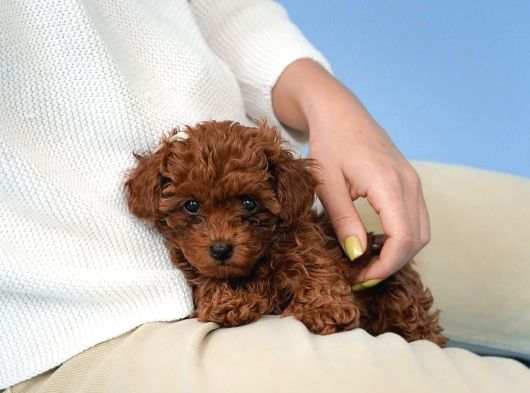 Irk Garanti̇li̇ Toy Poodle Yavrulari görsel
