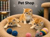 Irkının En Güzelleri British Golden Yavrularımız