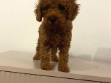 Bebek Toypoodle