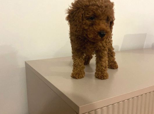 Bebek Toypoodle görsel