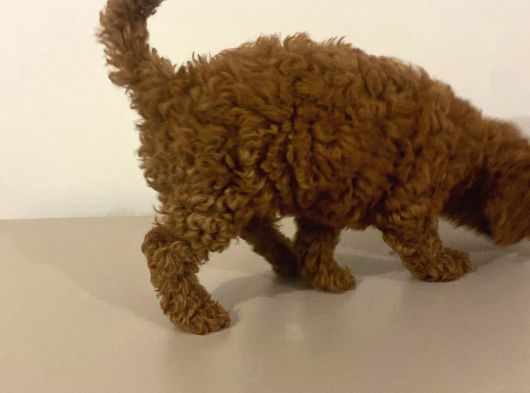 Bebek Toypoodle görsel
