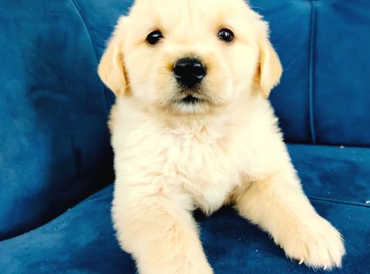 Baby Face Golden Yavrularımız görsel