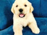 Baby Face Golden Yavrularımız