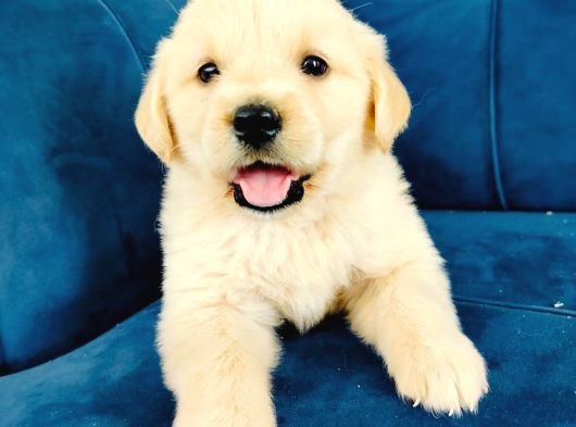 Baby Face Golden Yavrularımız