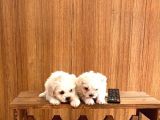 Ev doğumu maltipoo yavrularımız
