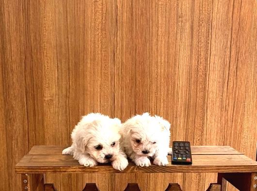 Ev Doğumu Maltipoo Yavrularımız