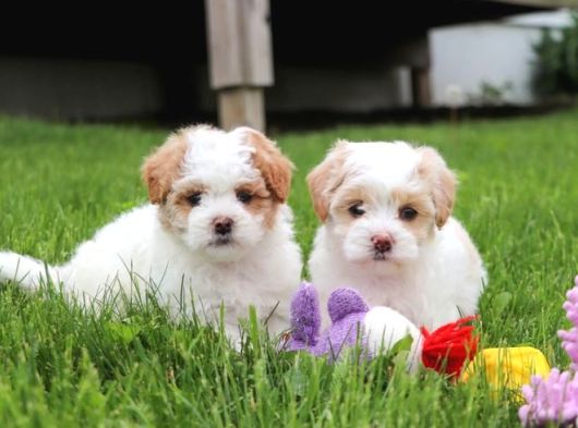 Kahve Tonlu Malti̇poo Ci̇nsi̇ Yavrular görsel