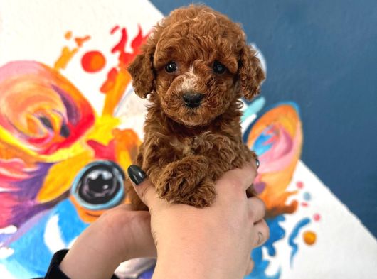 Toy Poodle Sevi̇mli̇ Yavrular Ev Üreti̇mi̇ görsel