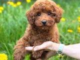 TOY POODLE SEVİMLİ YAVRULAR EV ÜRETİMİ