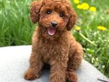 Toy Poodle Sevi̇mli̇ Yavrular Ev Üreti̇mi̇