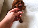 Ankara Korea Poodle Yavrular Safkan