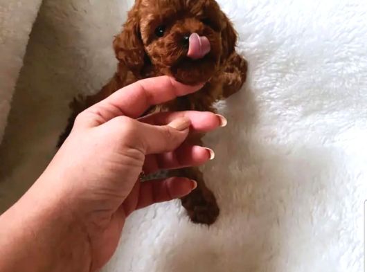 Ankara Korea Poodle Yavrular Safkan görsel