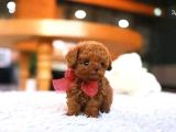 Ankara Korea Poodle Yavrular Safkan