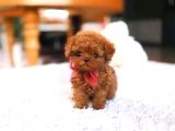 Ankara Korea Poodle Yavrular Safkan