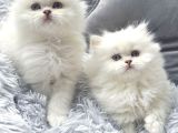 Top Kafa Beyaz Bri̇ti̇sh Bebekler