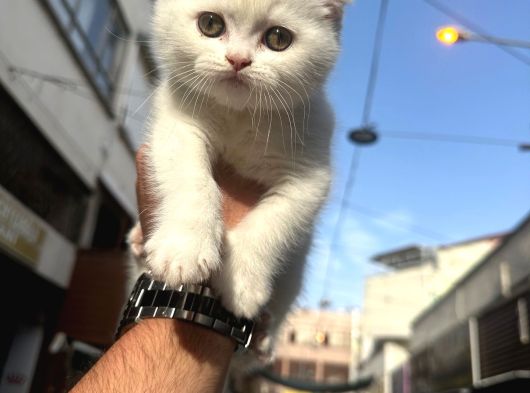 Wc Eğitimli Sağlıklı Orjinal